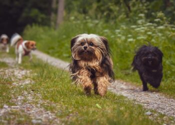 Wie hoch ist die Hundesteuer in Heinsberg?