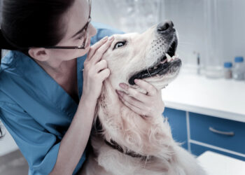 Welcher Tierarzt hat im Kreis Heinsberg Notdienst?