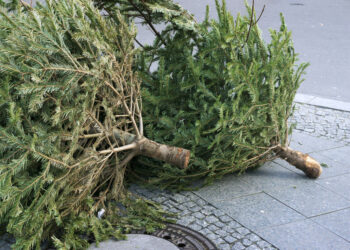 Wann werden die Weihnachtsbäume in Heinsberg abgeholt?